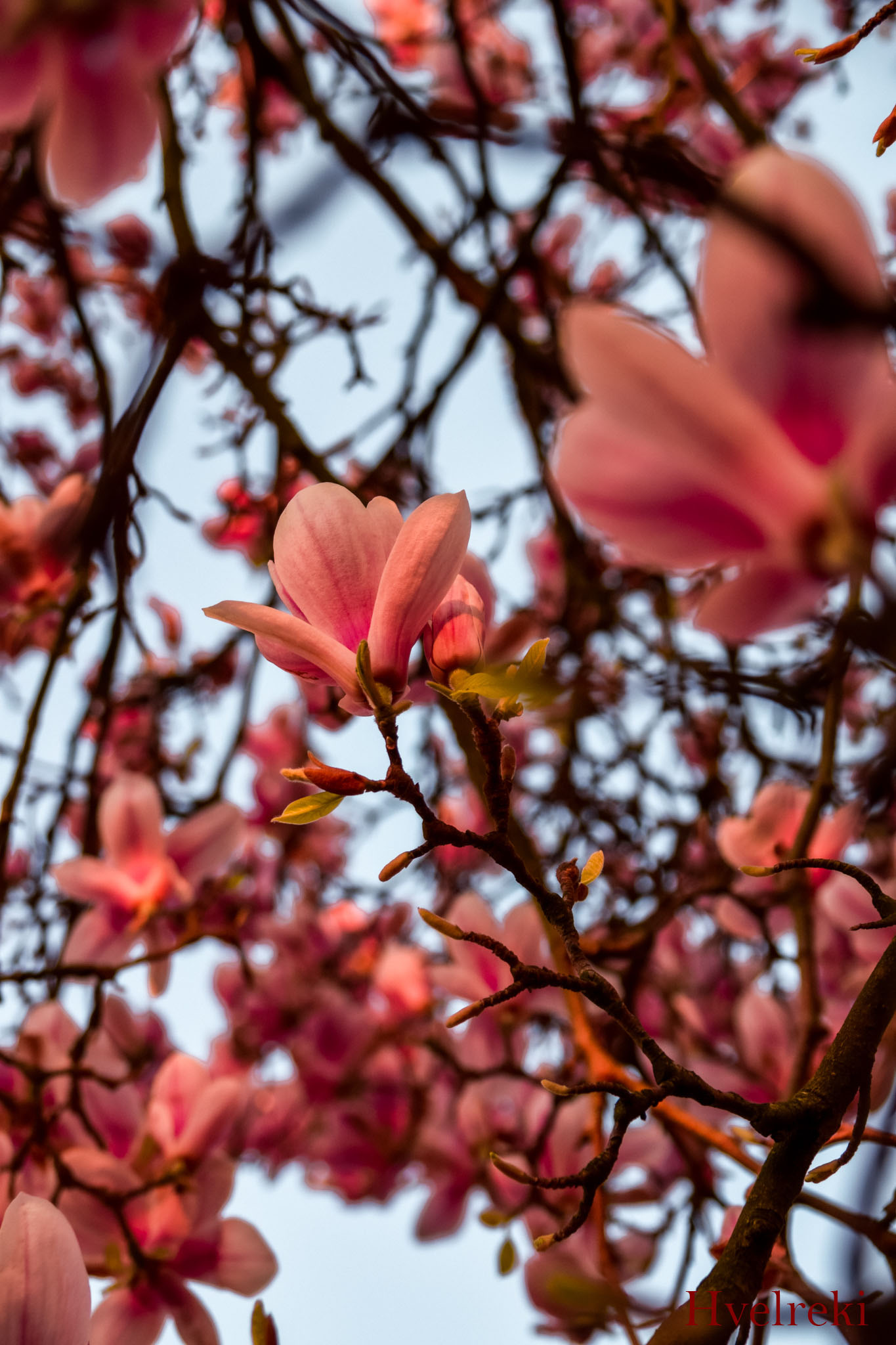 Spring in Belgium – Gallery - Hvelreki